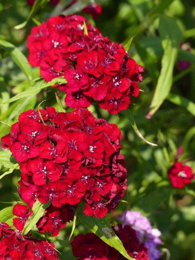 Gemeinschaftsgarten 2023