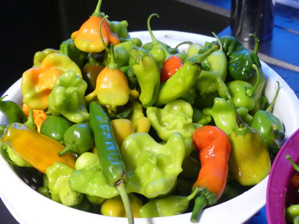 Gemeinschaftsgarten 2023